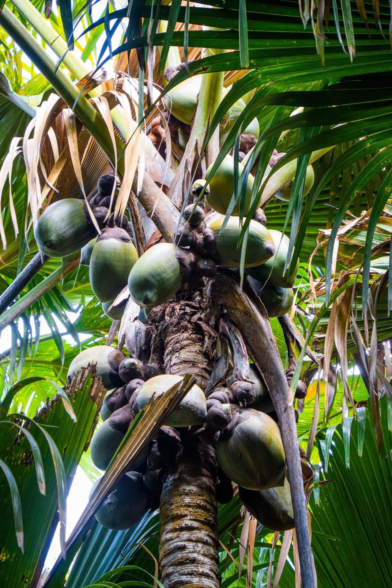 Praslin gallery 16