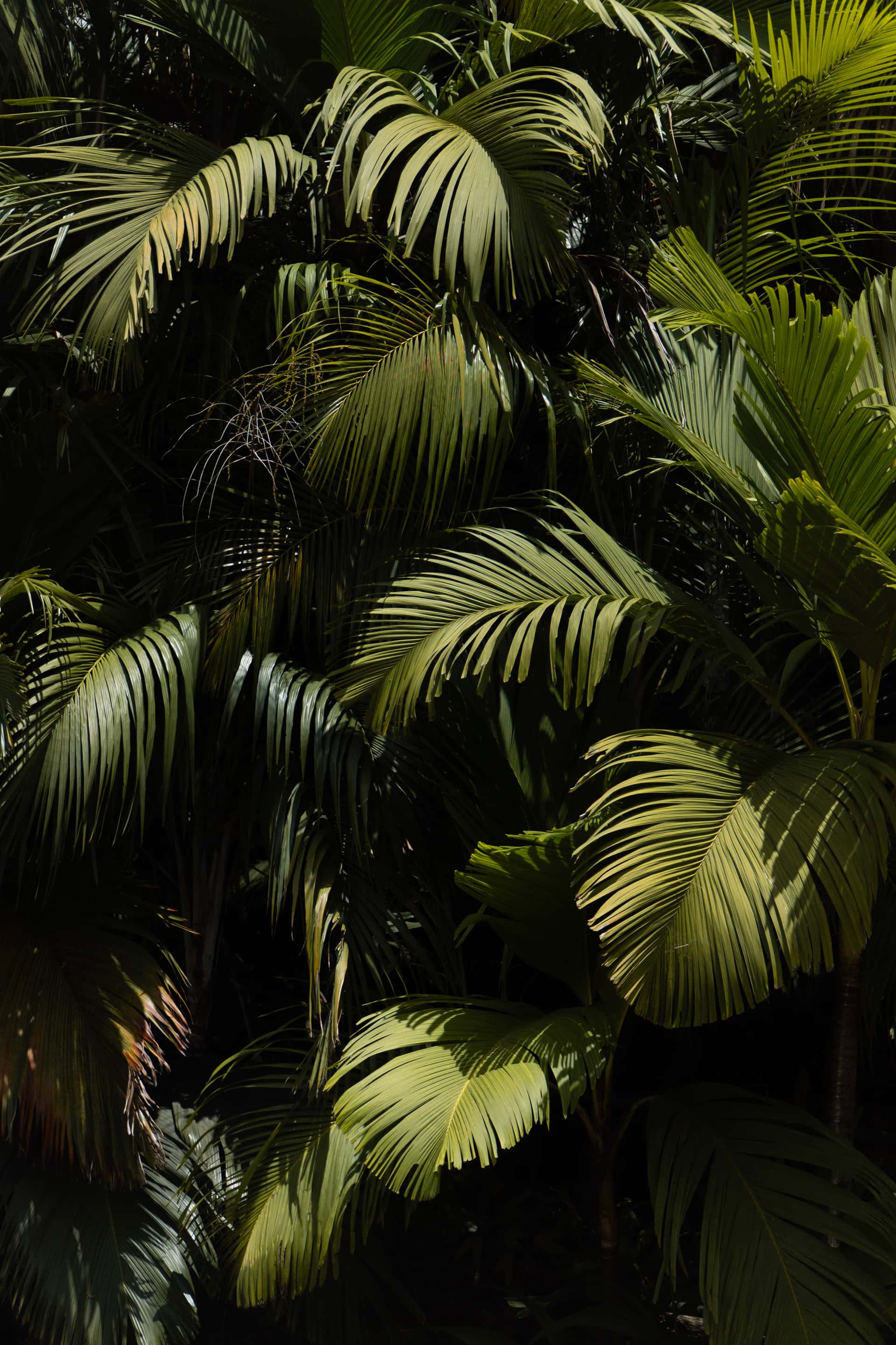 Praslin gallery 12