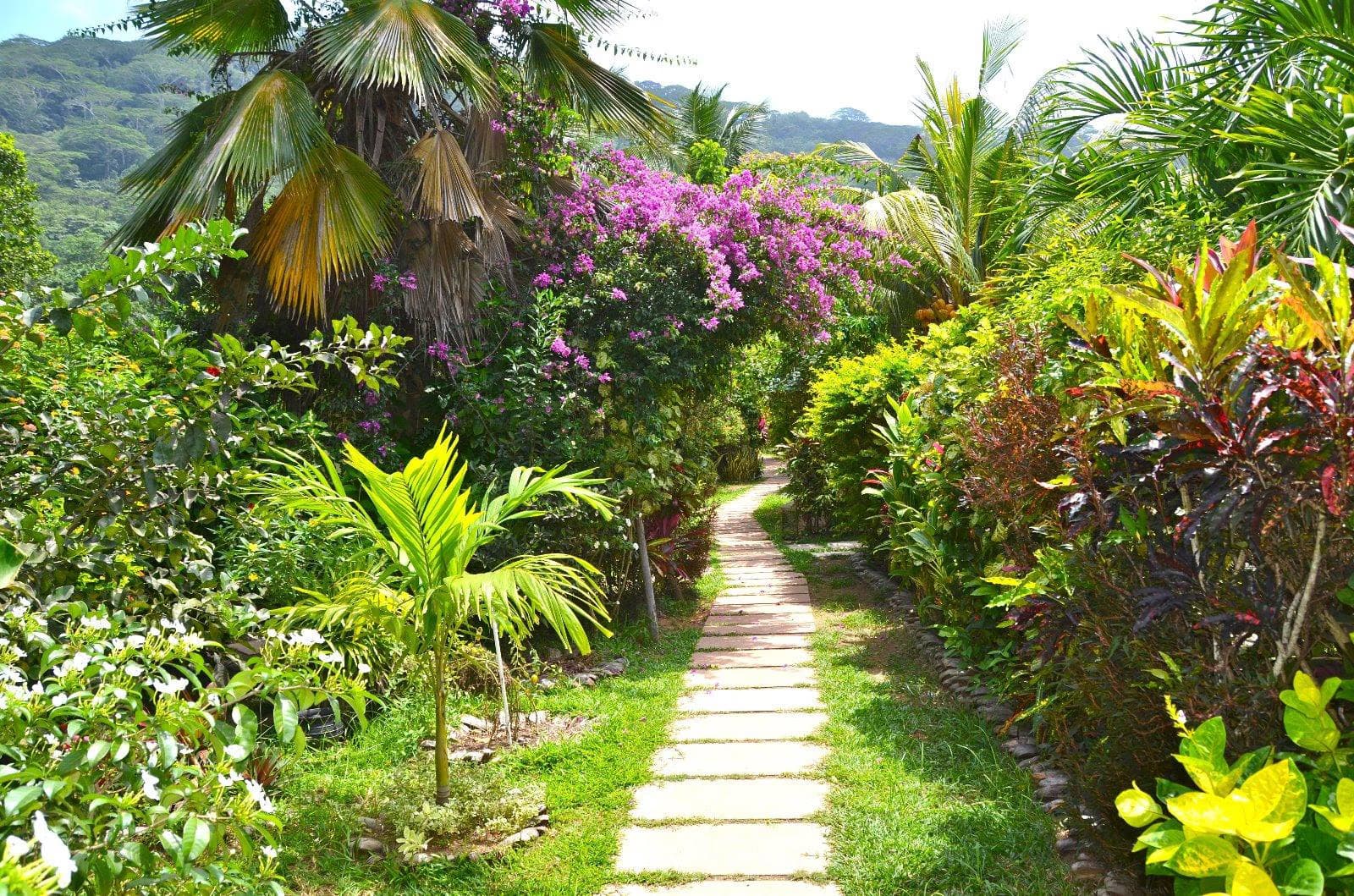 Cocotier Du Rocher